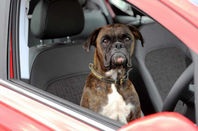 VÍDEO COMPROVA QUE ATÉ CACHORRO PODE ESTACIONAR O NOVO CORSA VÍDEO COMPROVA QUE ATÉ CACHORRO PODE ESTACIONAR O NOVO CORSA